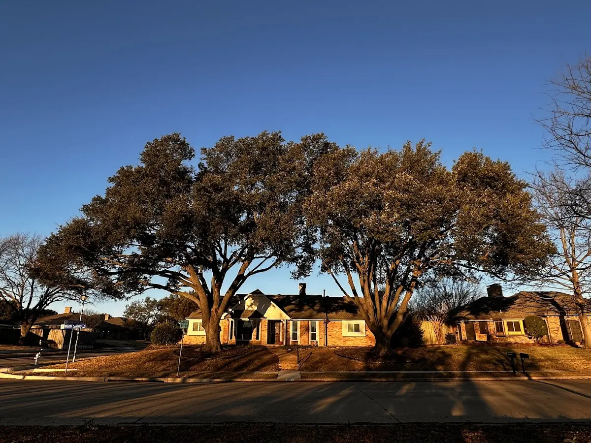 Established residential canopy tree shading a home in Quartzsite