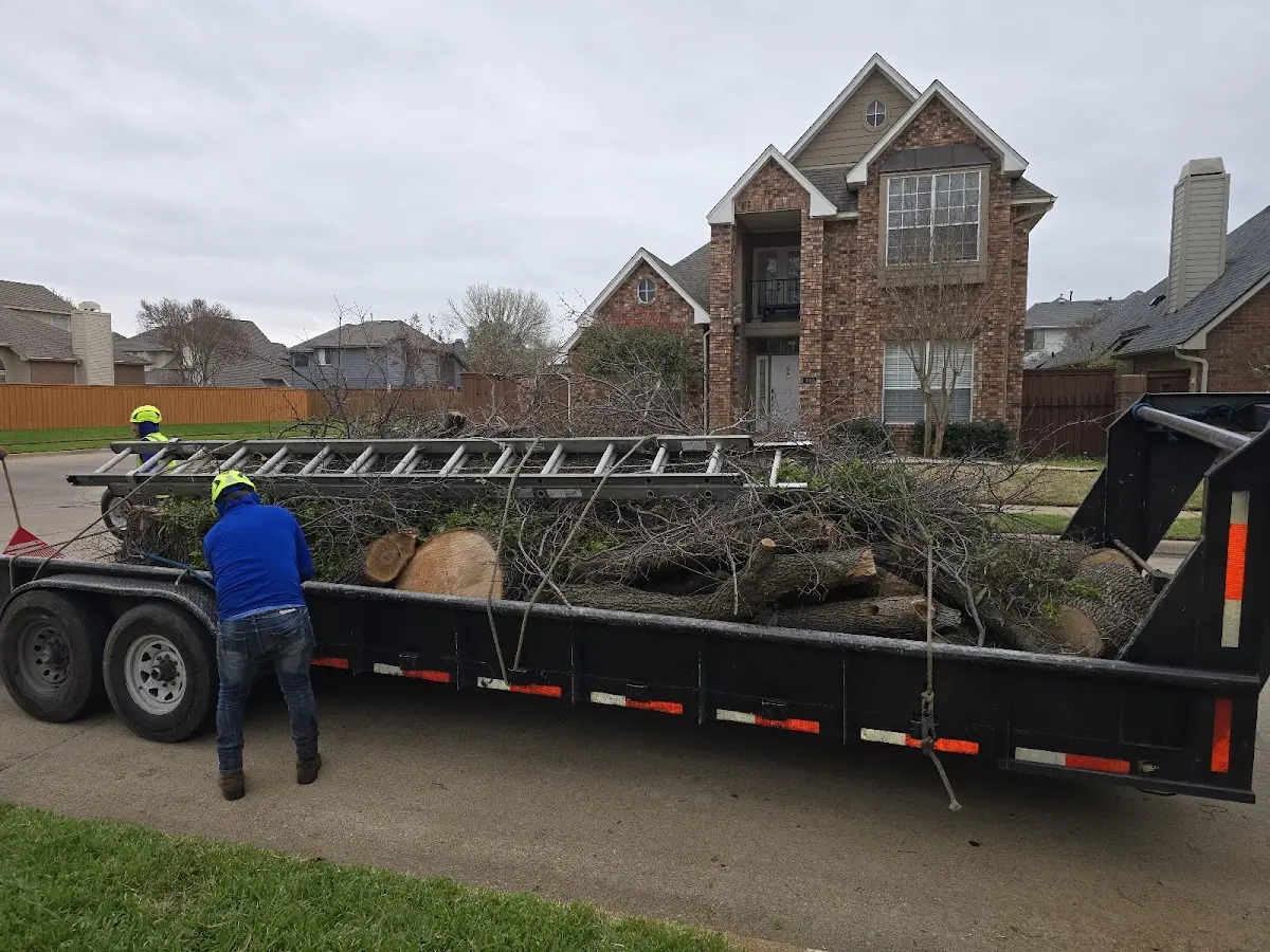 Expert Tree Removal with proper safety equipment in Quartzsite